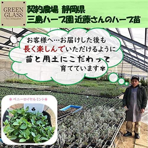 Amazon 蟻が嫌う香りハーブ ペニーロイヤルミント 3号ポット苗 4個セット 虫 が苦手 虫よけ ハーブ カメムシ ノミ アリ に効く 植物 おまかせ 園芸 ガーデニング 寄せ植え 鉢花 鉢植え 苗 香り ペニーロイヤルミント カメムシ ノミ アリに効く 3号ポット 4個 鉢