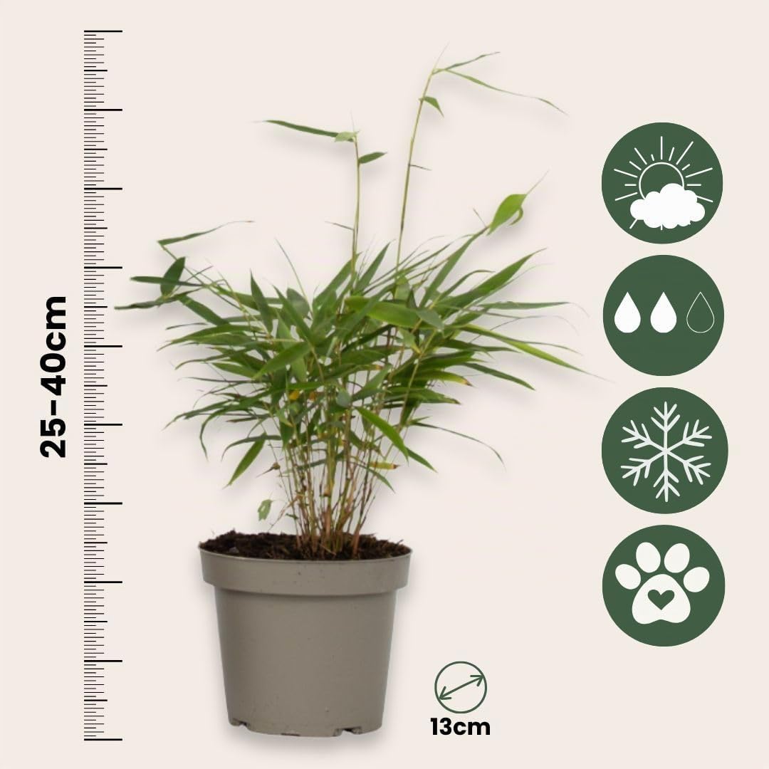 Plant in a Box - Bambù Rosso Ornamentale - Set di 6 - Fargesia scabrida 'Asian Wonder' - Altezza 25-40cm - Vaso 13cm - Sempreverde e Non Invasivo - Ideale per Siepi o Vasi - Pianta Asiatica Elegante