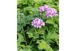 Rose Scented Geraniums Live Plants, Your Fragrant Garden Oasis