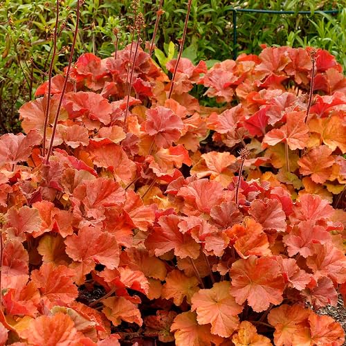 100Pcs Orange heuchera Plant Seeds