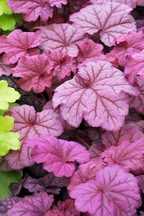 Daylily Nursery Berry Smoothie Heuchera 3.5 Inch Pots