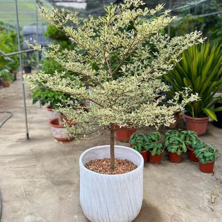Terminalia Variegated Ornamental Live Plant (Home & Garden)-image-31