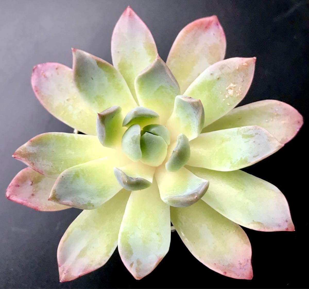 Amazon.co.jp: 韓国苗メアリーベルレア種可愛い紅葉大苗超美苗多肉植物