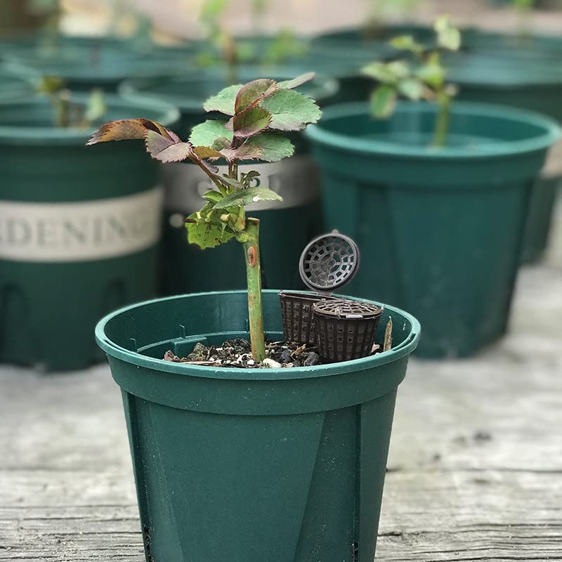 Lot de 100 paniers d'engrais pour bonsaï L