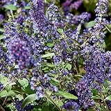 Zwerg-Schmetterlingsflieder Blue Chip Junior - Sommerflieder (Buddleja) Pflanze in blau halbschattig und winterhart - Flieder-Strauch von Garten Schlüter