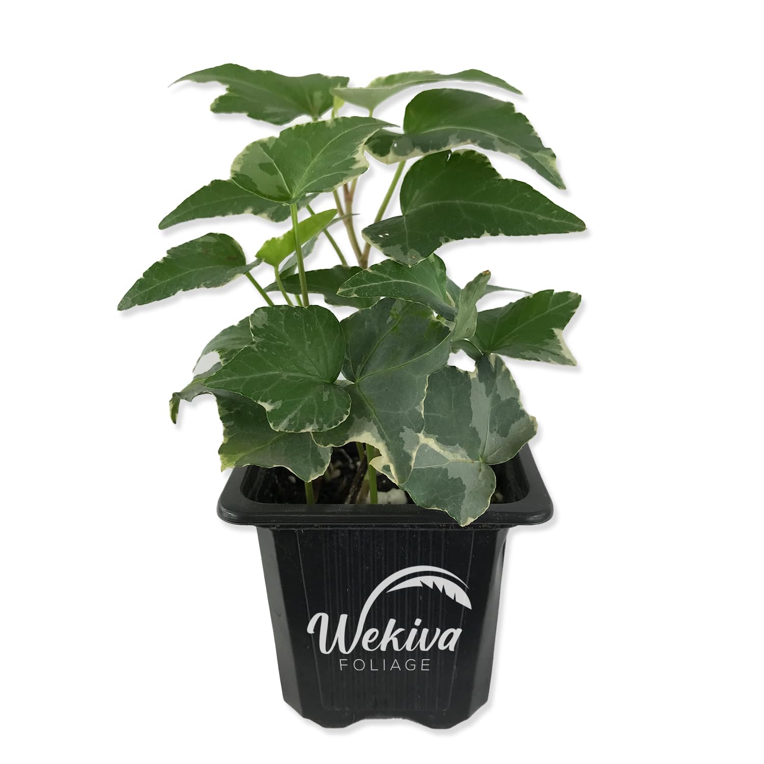 Amazon.com : English Ivy Trio Variety - 3 Live Plants in 3 Inch