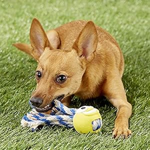   ChuckIt-Tennis-Fanatic-Dog-Toy-Medium-25-Inch