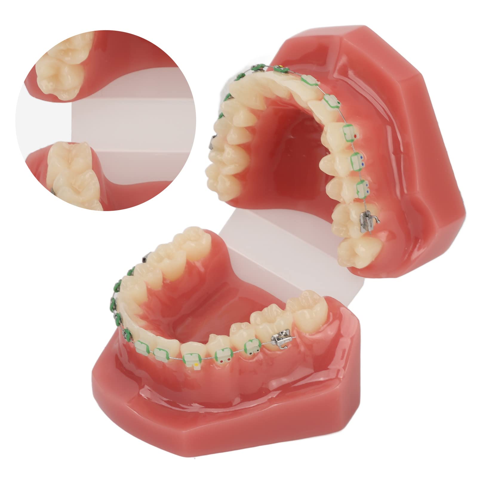 Modelo de Ortodoncia Profesional con Brackets Cerámicos y Metálicos para Enseñanza Odontológica