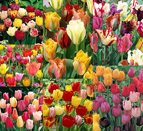 50 Spring Eternal Tulip Mixture by FlowersofTomorrow 50 Spring Eternal Tulip Mixture by FlowersofTomorrow