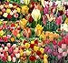50 Spring Eternal Tulip Mixture