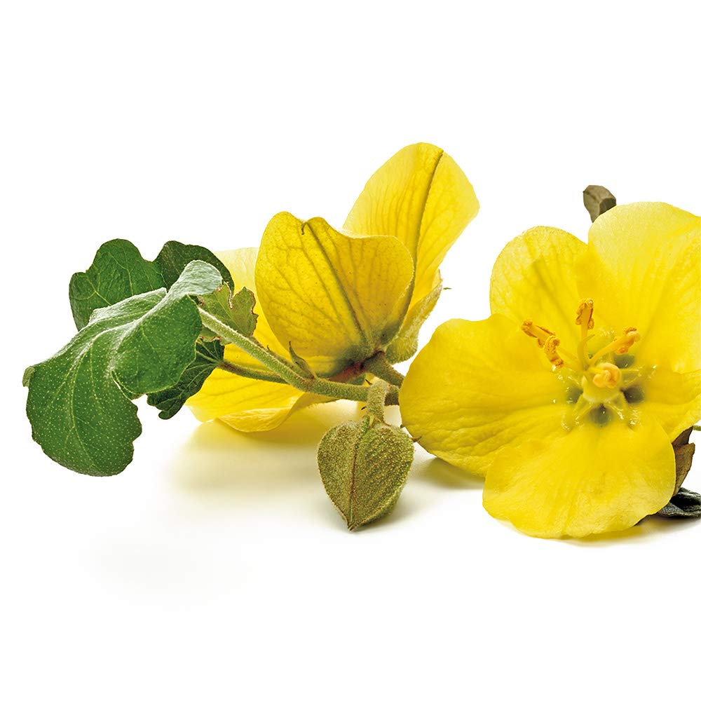 Greenfood Huile d'onagre, 1000 mg, dose élevée, 90 gélules - Sans additifs artificiels. Sans génie génétique.