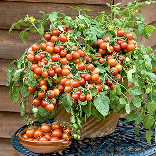 GARDENIFY INDIA F1 HYBRID CHERRY TOMATO SEEDS (100 SEEDS/PACKET) (B094J2KBBP) Amazon Price History, Amazon Price Tracker
