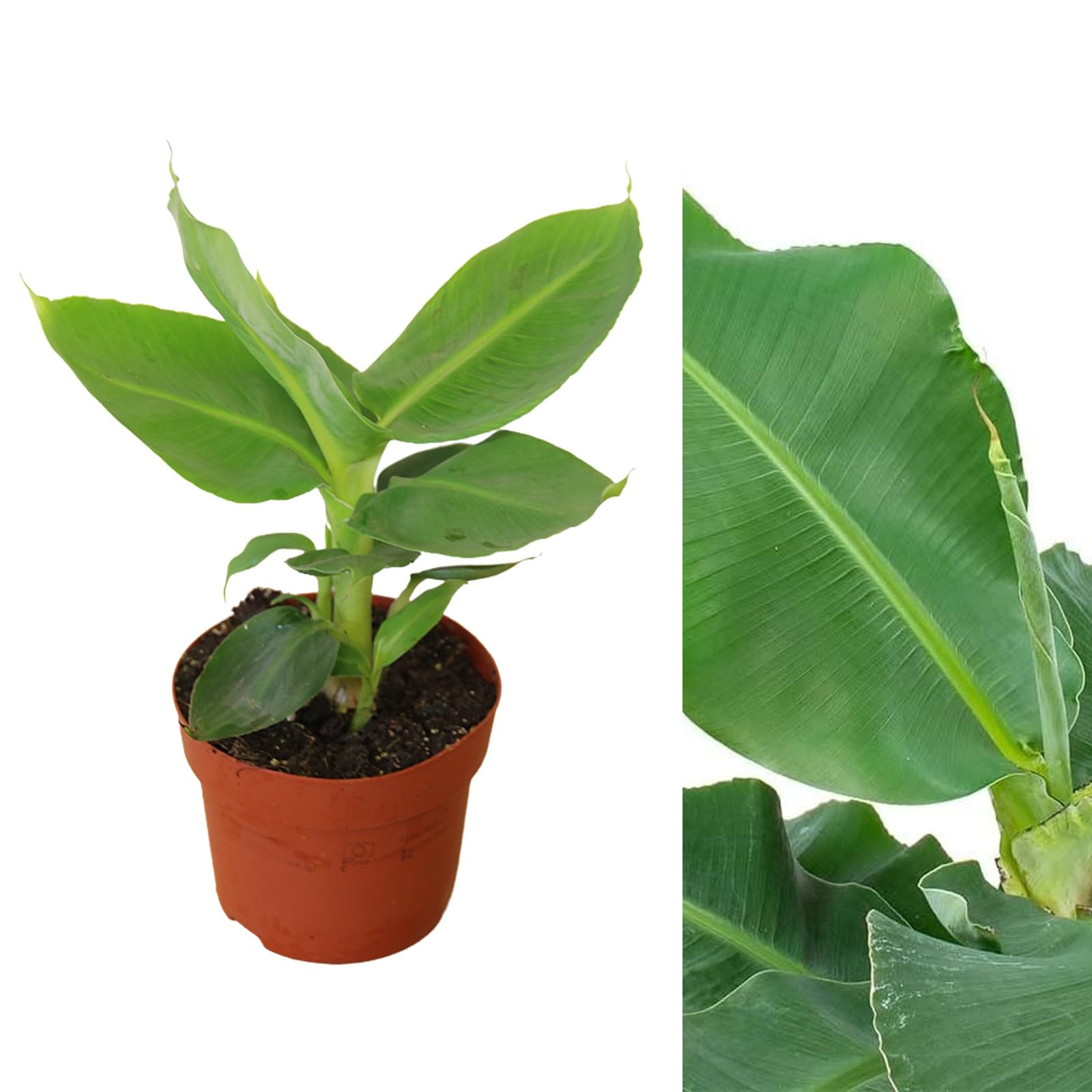 Carbeth Plants - Musa Acuminata Banana Plant - Houseplant in 12cm Pot x1