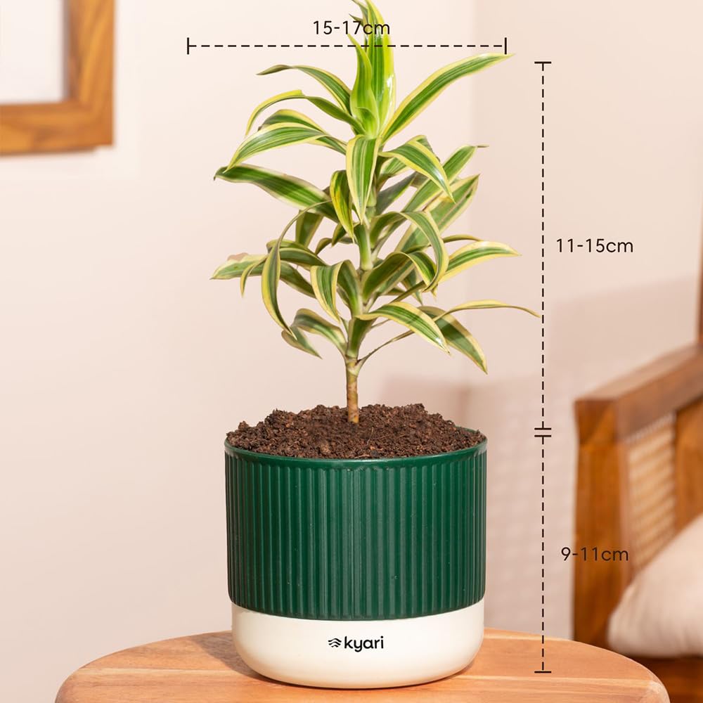 4 Indoor Plants Combo - Jade, Peace Lily & More -5 4 Indoor Plants Combo - Jade, Peace Lily & More -5