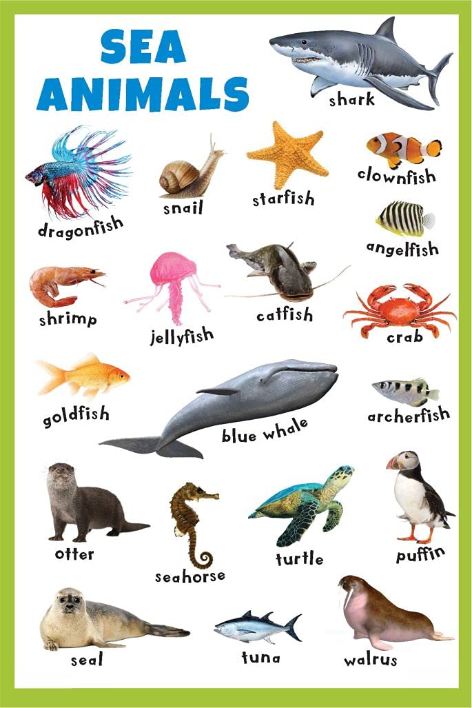 Sea Animals - Thick Laminated Primary Chart Wall Sticker for Living Room Kids Home (B0978YTWVH) Amazon Price History, Amazon Price Tracker