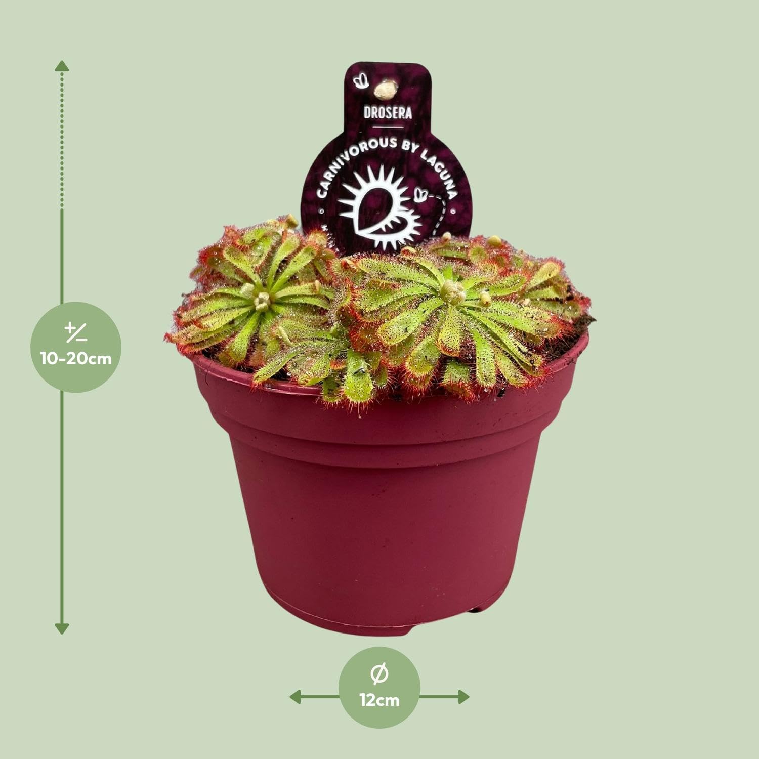 Pianta Carnivora Drosera Aliciae, Vaso Ø12cm, Altezza 12cm, Verde