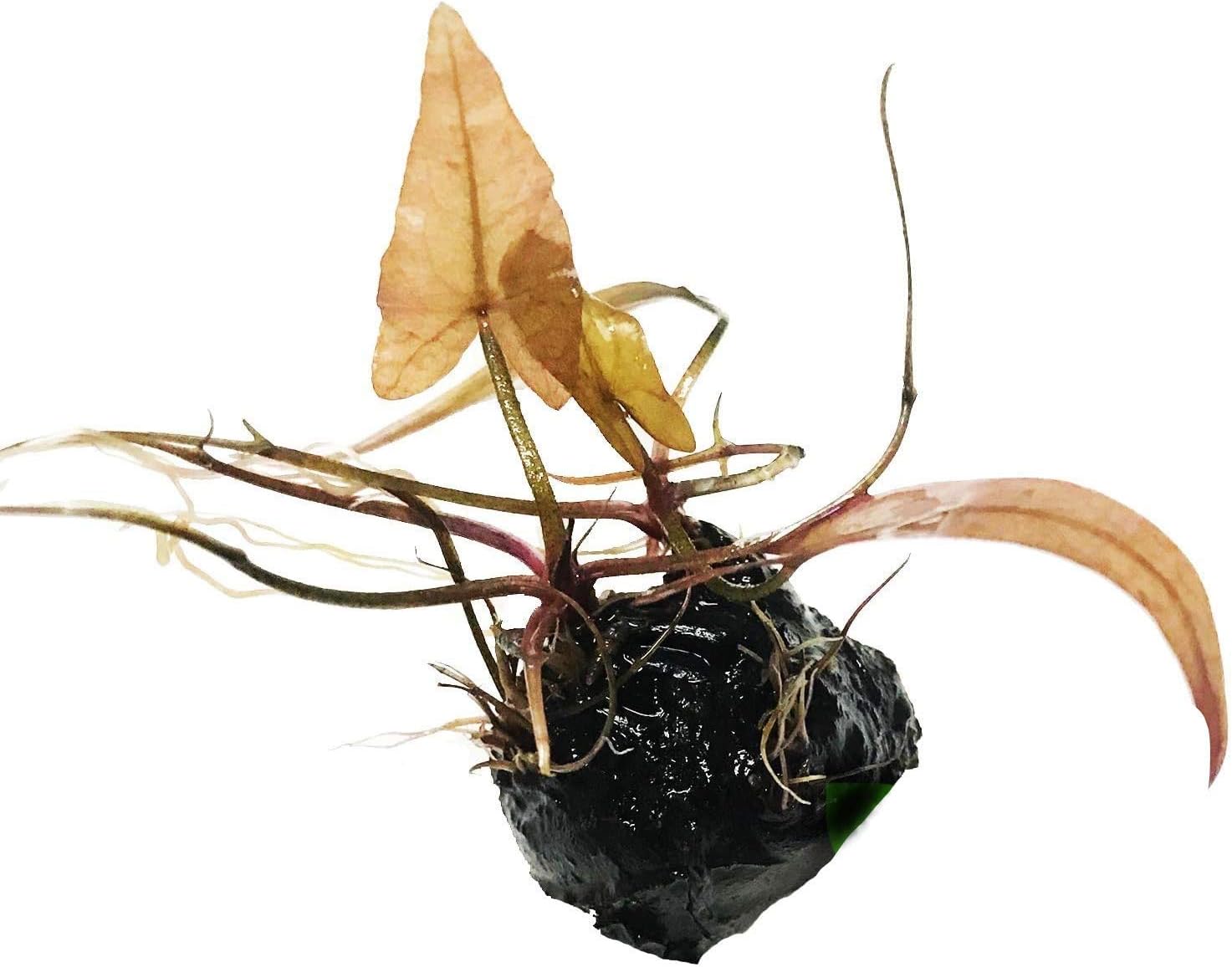 Dwarf Water Lily Loose Nymphaea Rubra Bulb Live Aquarium Plant Decorations BUY2GET1FREE