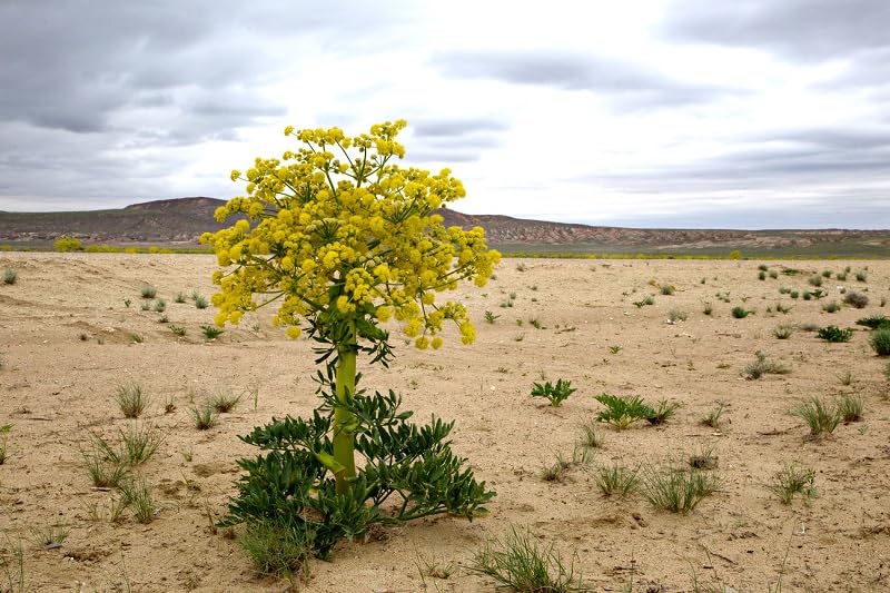 Asafoetida with Flor de Sal 200g
