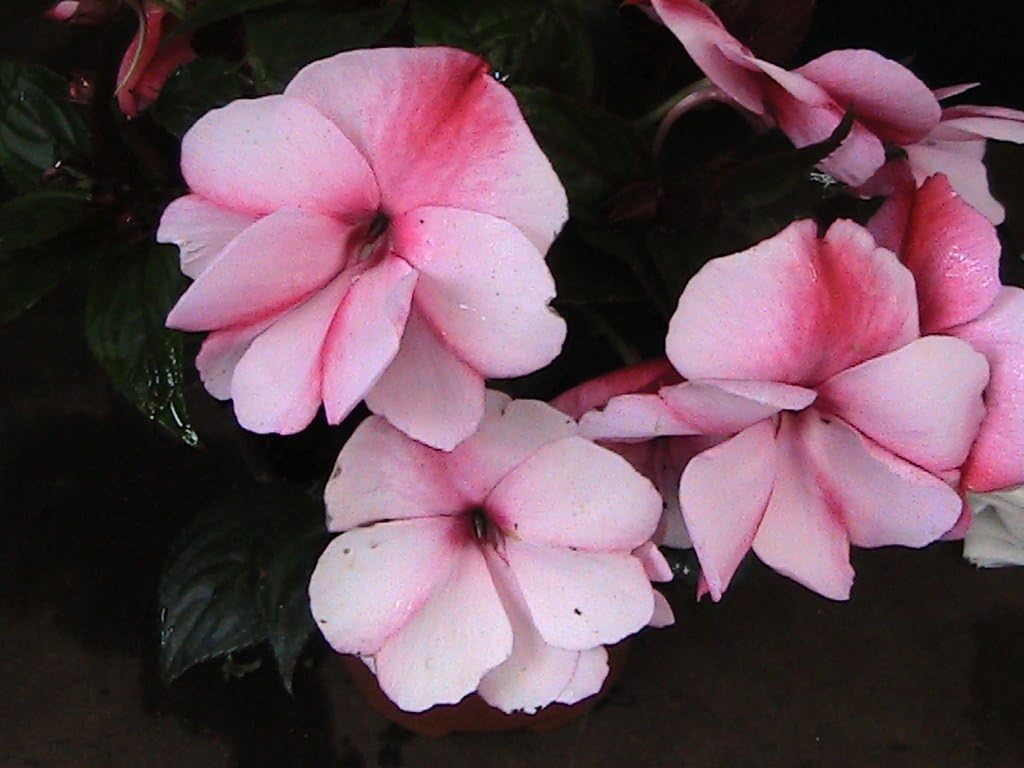 5 NEW GUINEA BUSY LIZZY PLANTS RASPBERRY CREAM IMPATIENS PLUG PLANT