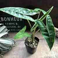 Alocasia Zebrina var. アロカシア・ゼブリナ 斑入り 614Y3aEkTqL._AC_SY200_QL15_.jpg