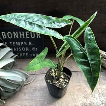 Alocasia Zebrina var. アロカシア・ゼブリナ 斑入り 614Y3aEkTqL._AC_UF350,