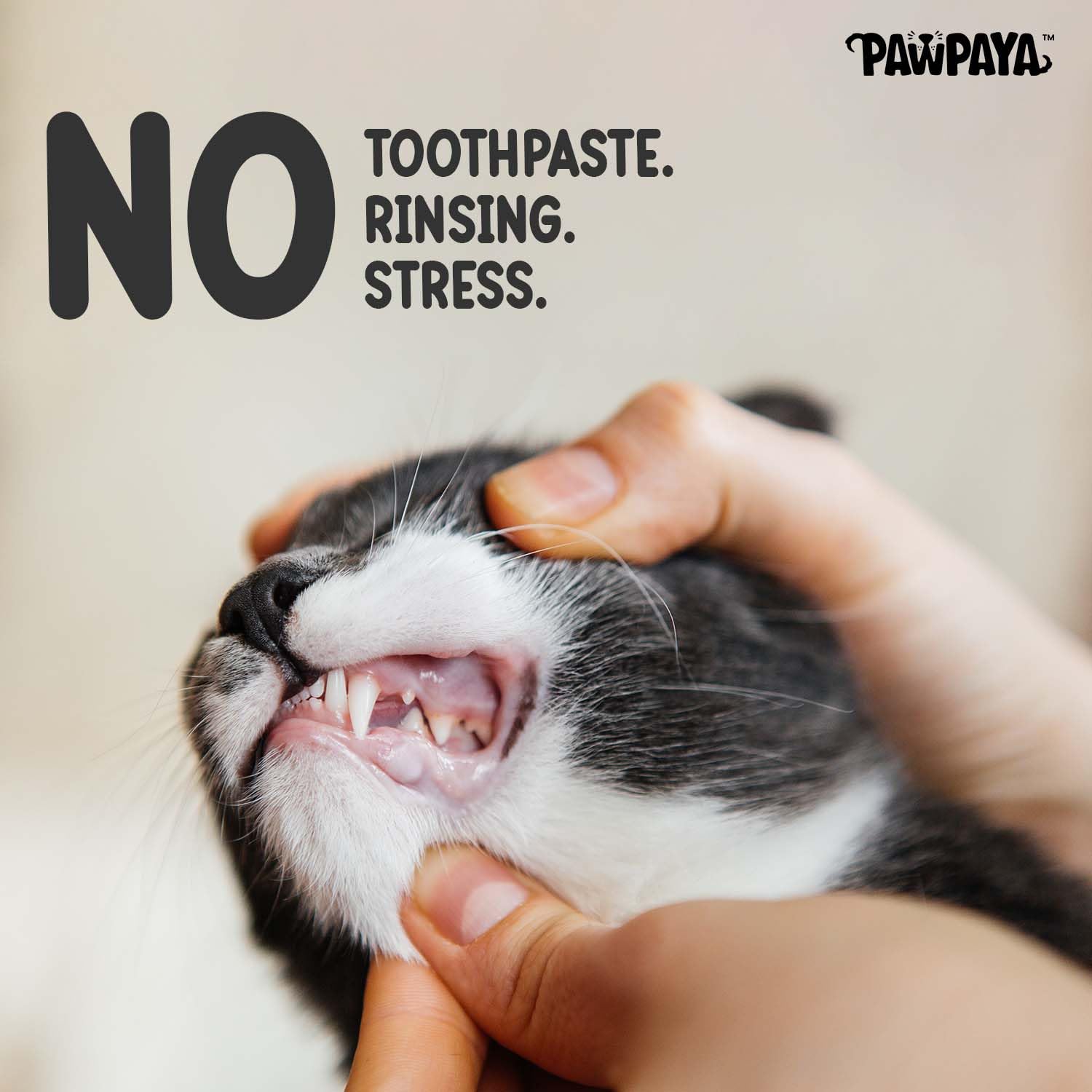Pawpaya Tooth Wipes for Dogs & Cats | Freshens Breath, Cleans Teeth & Gums | Alcohol-Free, Chemical-Free, Vet-Recommended | Easy Alternative to Brushing | 100% Safe & Gentle | 40 Pulls 1