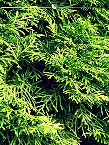 Lebensbaum Thuja Smaragd 100-120 cm im Topf. 20 Pflanzen. Thuja Hecke:  immergrn : Amazon.de: Garten