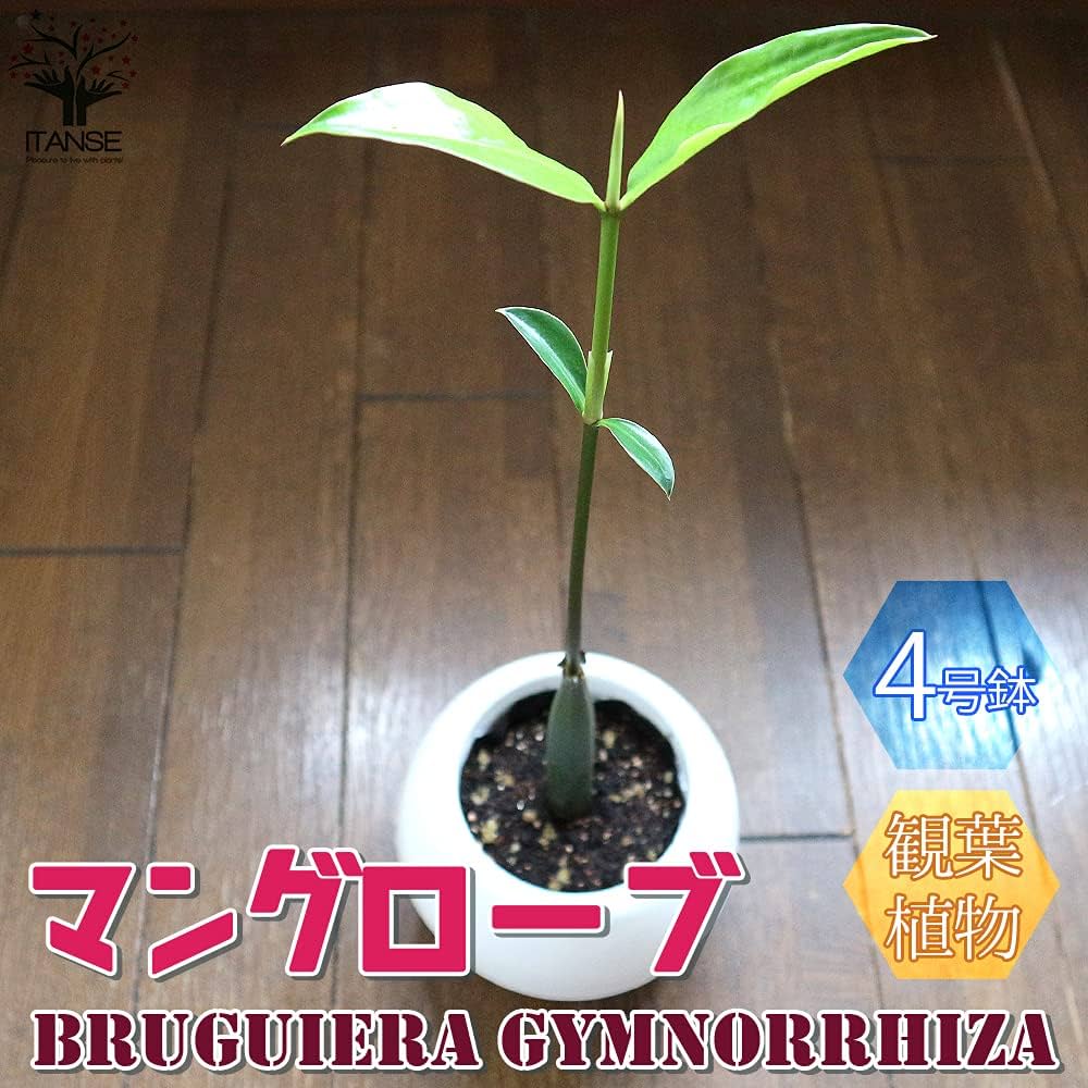 90本　メヒルギ　発芽苗　マングローブ 90本 メヒルギ 発芽苗 マングローブ 90本 メヒルギ 発芽苗