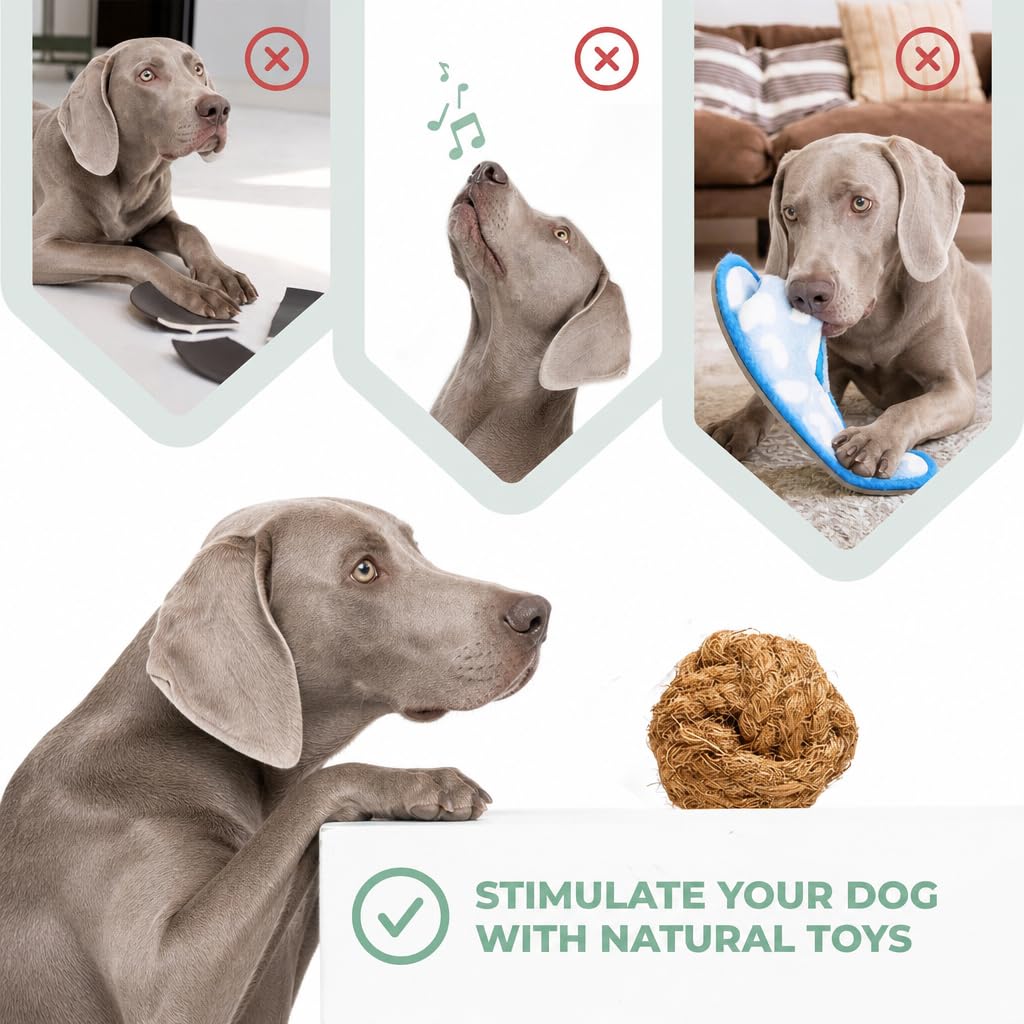 Alfred & Beebee Kau- und Zahnspielzeug für Hunde, natürliches Kaffeeholz, 4 Stück, L-XL | Kaffeeholz Kau- & Spielzeug 4er Pack 100 % natürlich, ungiftig und umweltfreundlich, für große und XL-Hunde bis 34 kg