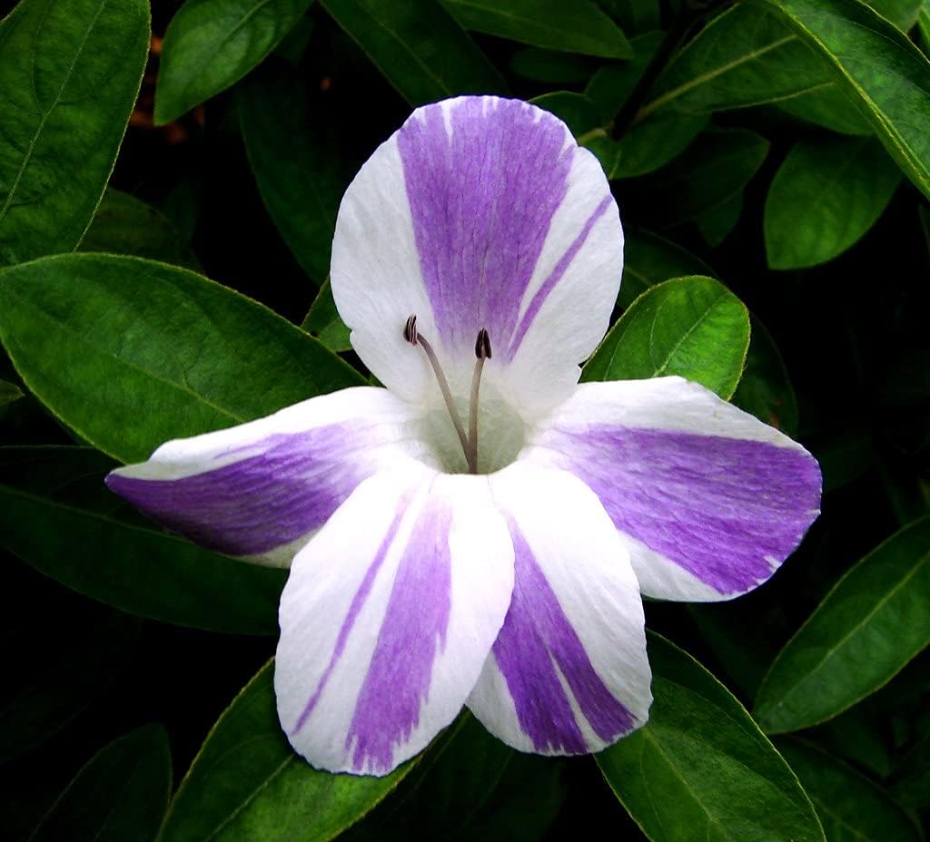 Barleria cristata lavender lace/Striped Philippine violet Plant Stem Cuttings/December flower plant Stem Cuttins - 1 Nos (B0CLCV19TJ) Amazon Price History, Amazon Price Tracker