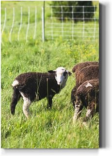 Large Wall Art Decor Domestic Sheep outside summer New England free range farm Vertical Pictures Framed Canvas Wall Art for Living Room Bedroom Bathroom Artwork Paintings Kitchen 36x24