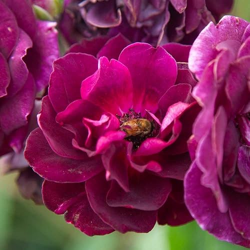 Miniatura 8 de Heirloom Roses Planta de rosas - Burdeos Iceberg Purple Rose Bush, Arbusto Planta viva para plantar al aire libre