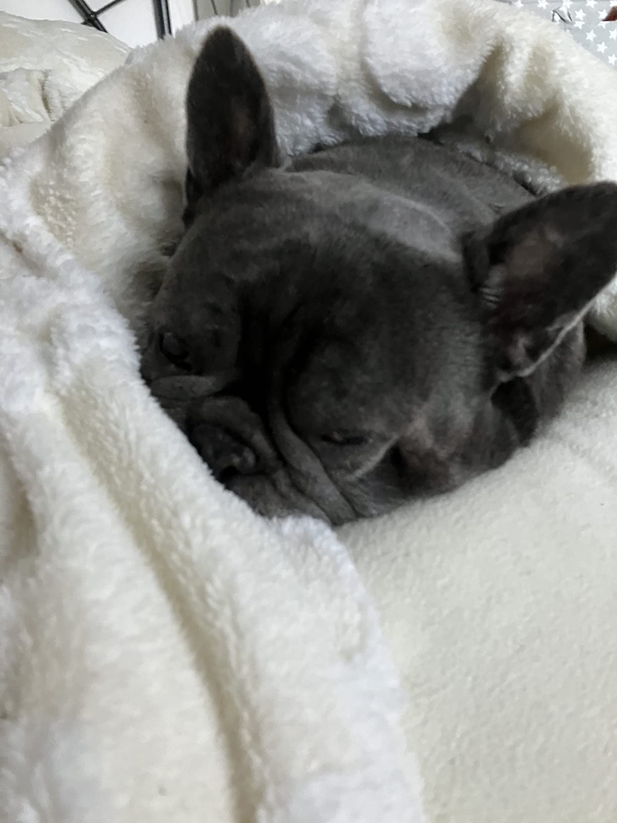 Natural Dog Company Skin & Coat Omega Supplement Supports Healthy