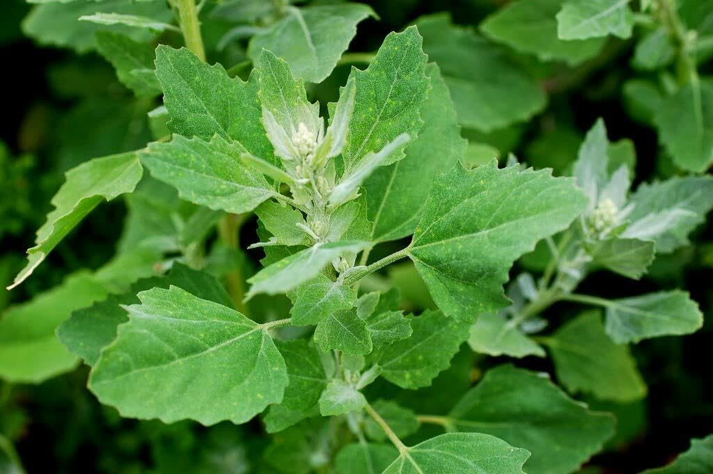 Willvine Bathua (Chenopodium)-XLR-11B-image-0