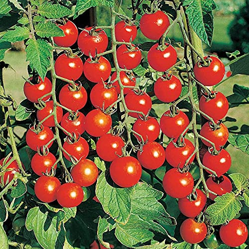 udanta Cherry Tomato Organic F1 Hybrid Seeds, (BBL0860) (B09KQYQ77X) Amazon Price History, Amazon Price Tracker