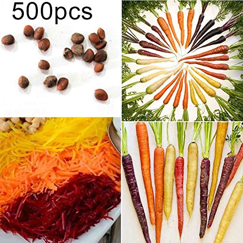 XdiseD9Xsmao 500Pcs Mixed Color Carrot Seeds, Garden Farm Vegetable Fruit Plant Seed Carrot Seeds