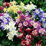 1000+ Aquilegia Flower Seeds for Planting, Mixed Perennial Oxytropis Seed, Non-GMO Heirloom Aquilegia Flower Seeds for Garden Yard Potted Decoration