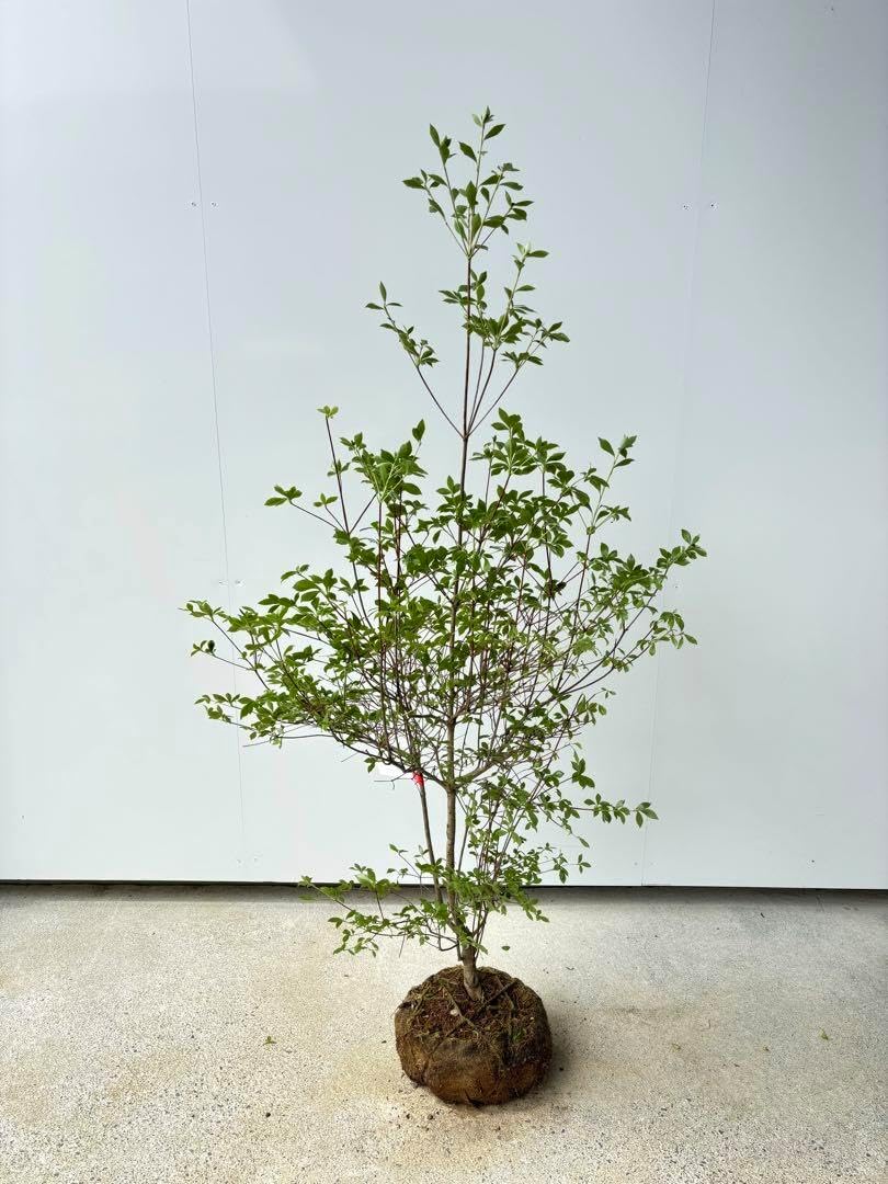 良形で細枝が魅力的 ドウダンツツジ 樹高1.4m位 灯台躑躅 紅葉