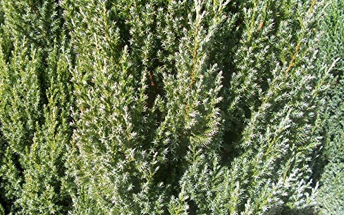 Spiny Greek Juniper - 20 Live Trees - Juniperus Chinensis #TOP3
