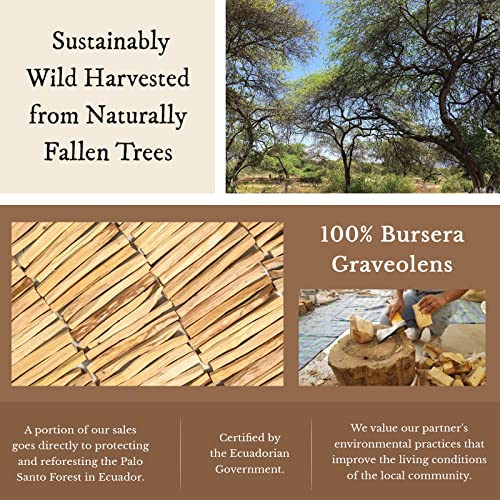 Shamans Market Palo Santo Incense Sticks - Sustainably Wild Harvested - From Ecuador - 2 Oz. Bag - Bursera Graveolens - All Natural Incense - Purifying And Cleansing Holy Stick #TOP2