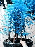 20 semillas PC Mini Bonsai azul Metasequoia. Plantas raras azul natural