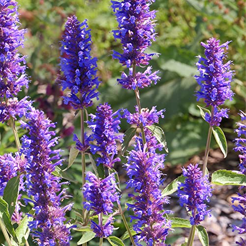 Qauzuy Garden Anise Hyssop Purple 30+ Seeds Perennial Organic Agastache Seeds For Planting Garden Flavorful Leaves Easy To Grow Herb Survival Gear Food Seeds #TOP18