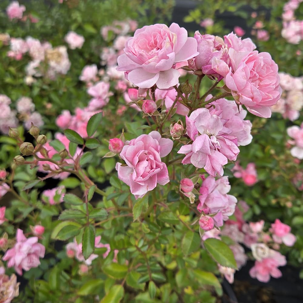 Amazon.com: Live Plant from Green Promise Farms - Rosa The Fairy