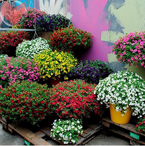 Creative Farmer Flower Seeds : Petunia Best Pro Mix Flower Seeds Hybrid Perfect For Terrace/Balcony/Any Small Space (2 Packets) Garden Plant Seeds (B077J8VMMJ) Amazon Price History, Amazon Price Tracker