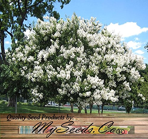 Big Pack - (1,000) Crape Myrtle Mix, Lagerstroemia Indica Tree Seeds - By Myseeds.co (Big Pack - Crape Myrtle) #TOP5