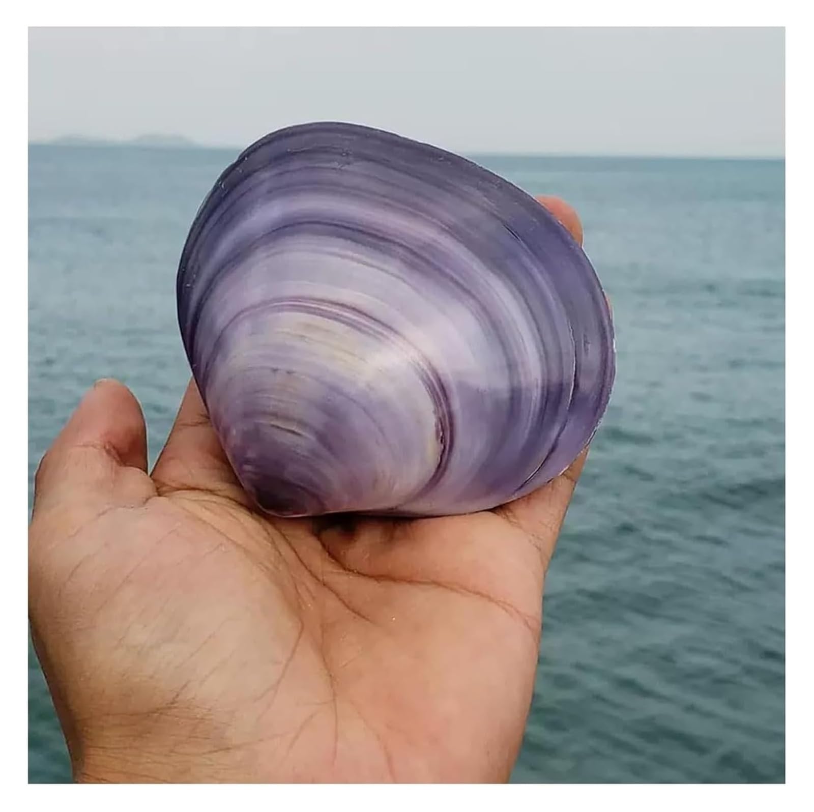 Grandi Conchiglie Marine, Conchiglia Naturale, 7-9 cm for Decorazioni for Matrimoni, Feste a Tema Spiaggia, Decorazioni for la casa, Artigianato Fai da Te, acquari e Collezionisti di Conchiglie
