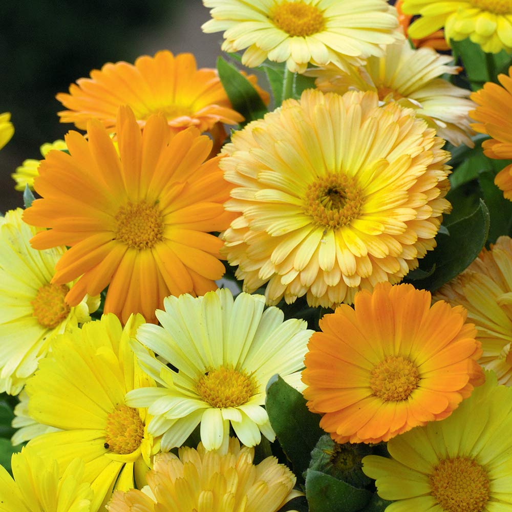 See full amazon price history chart for Kraft Seeds Calendulan Mix Flower Seeds (1 Packet , 30 Seeds) |Flowering Plants Seeds for Home Gardening | Natural & Real Seeds for Indoor Plant Pots |Summer Flowering Seeds |Outdoor Terrace Plants Kraft Seeds Calendulan Mix Flower Seeds (1 Packet , 30 Seeds) |Flowering Plants Seeds for Home Gardening | Natural & Real Seeds for Indoor Plant Pots |Summer Flowering Seeds |Outdoor Terrace Plants (B07ZX4JBCN) Amazon Price History, Amazon Price Tracker