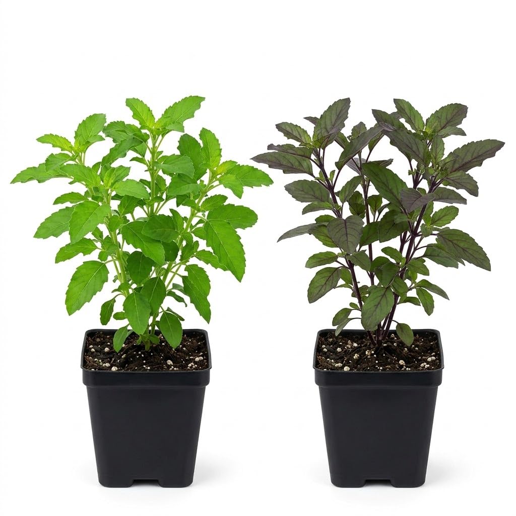 Rama & Shyama Tulsi Live Plants - 2 Pack Combo -1 Rama & Shyama Tulsi Live Plants - 2 Pack Combo -1