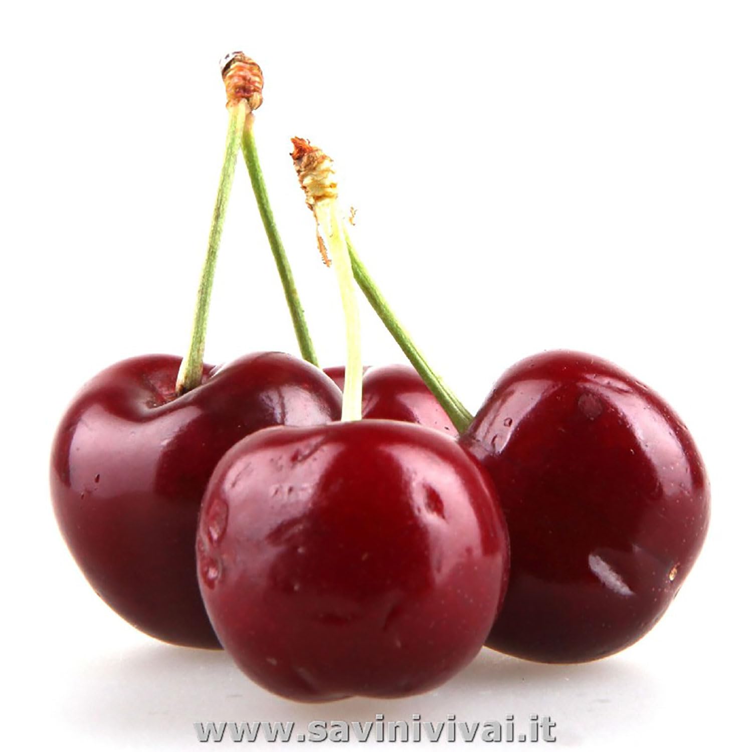 SAVINI VIVAI Plantes fruitières Bigarreau Moreau Cerisier en pot 22-24 cm 2-3 ans Hauteur 130-150 cm Fabriqué en Italie