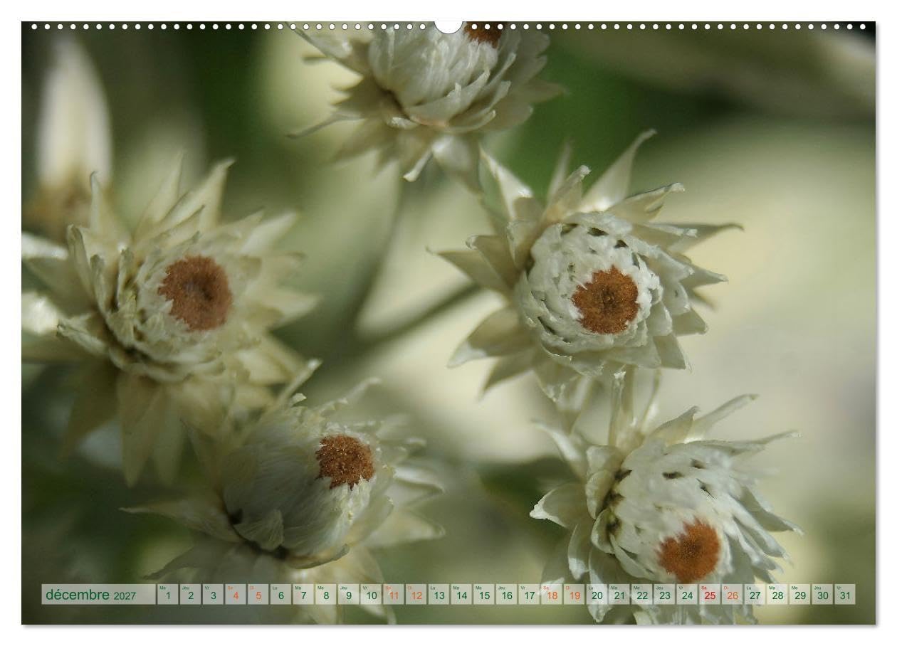 DES FLEURS ENCHANTERESSES (Calendrier mural 2027 DIN A2 vertical), CALVENDO calendrier mensuel: Découvrez la beauté de la nature avec ces gros plans floraux uniques.